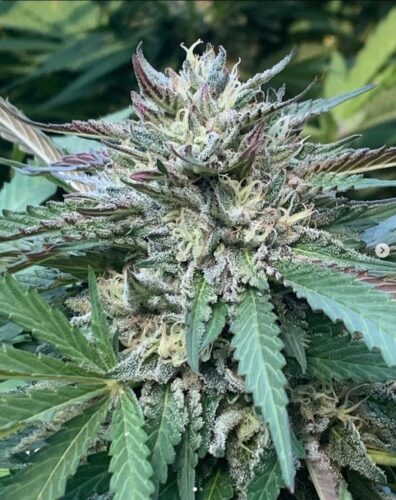 Sour Lemon Kush F3 (Humboldt Sour Diesel 'cut-only' x NorCal Lemon Kush F3) 10 Regular Seeds