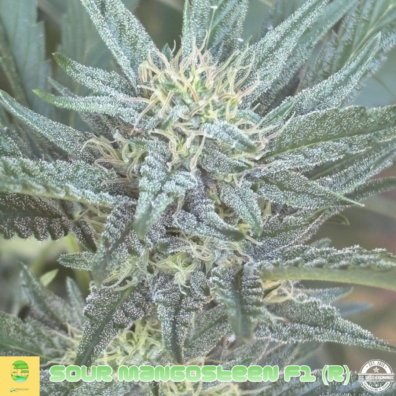 SOUR MANGOSTEEN F1 IG