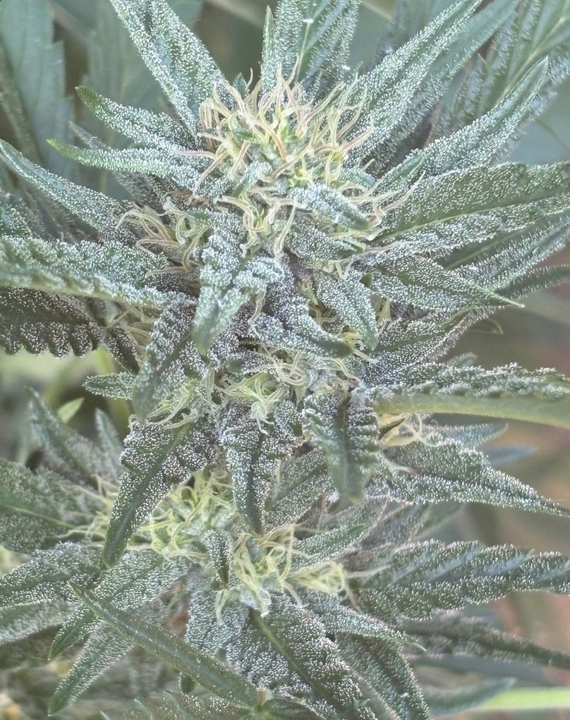 Sour Mangosteen F1 (Mangosteen ‘cut-only’ x Rebel Sour F3) 10 Regular Seeds