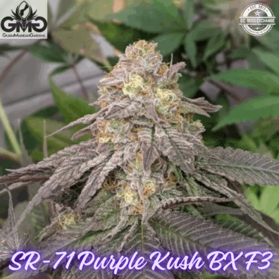 SR 71 Purple Kush BX F3