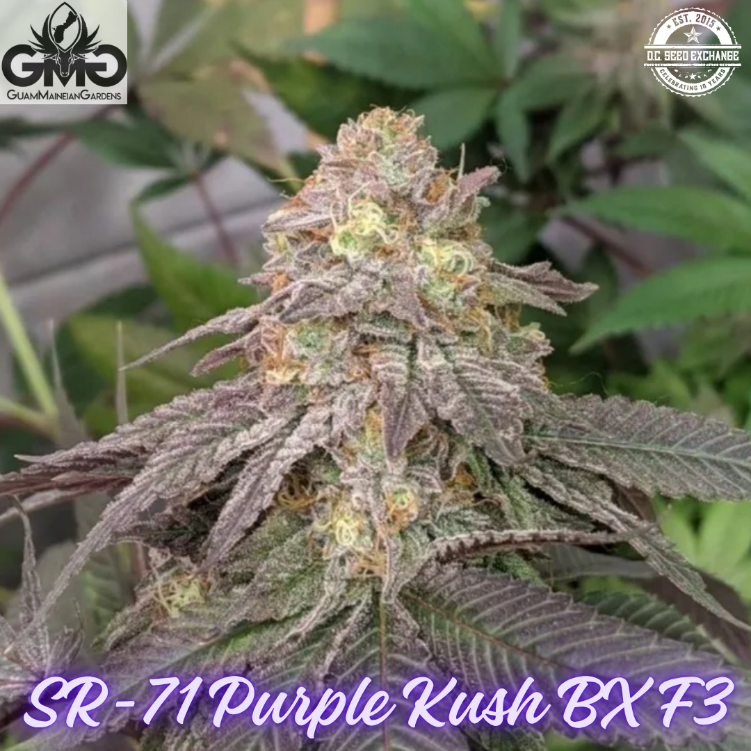 SR-71 Purple Kush BX F3 6 Feminized Seeds