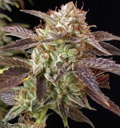 Stained-Glass Haze F3 ([Pineapple Kush F3 x Gelato #25/Dosidos #22] x Candy Haze F3) 10 Regular Seeds