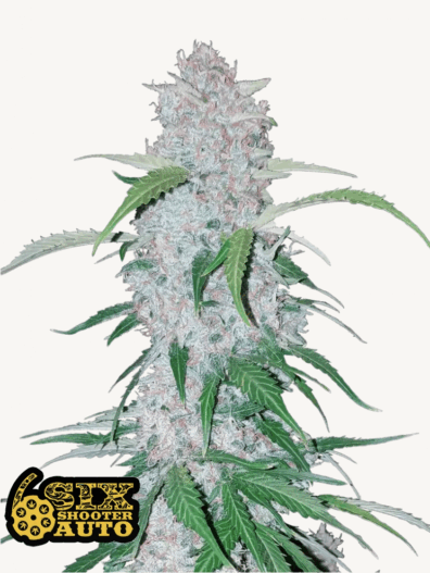 Six Shooter Auto 3 Feminized Autoflower Seeds