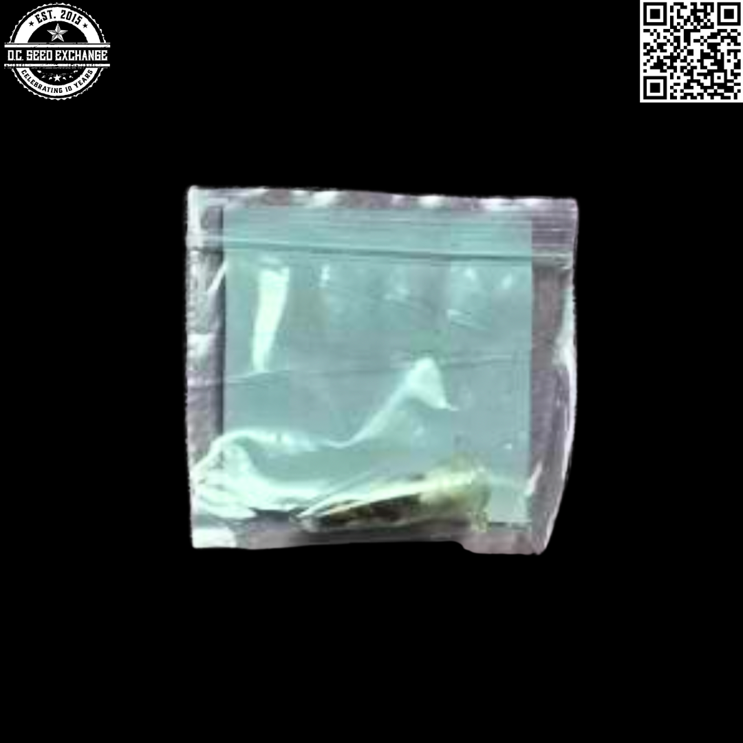 Snow High Seeds Metal Haze F1 x Lebanese 5 Regular Seeds - Image 2