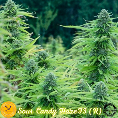 Sour Candy Haze F3 IG