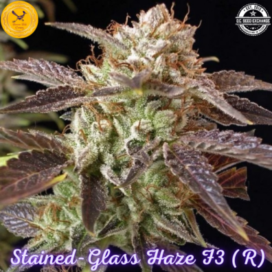 Stained Glass Haze F3 IG