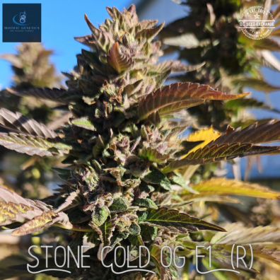 Stone Cold OG IG