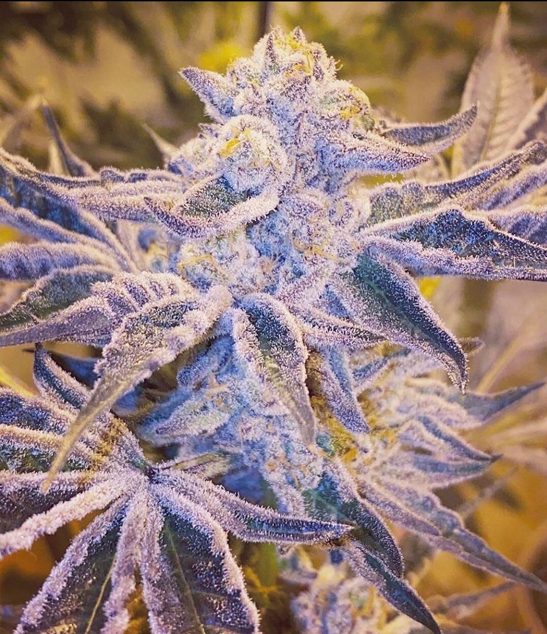 Sunken Treasure Seeds High MAC F1 (High School Sweetheart 'Laker Cut' x Mac Stomper) 12 Regular Seeds - Image 2