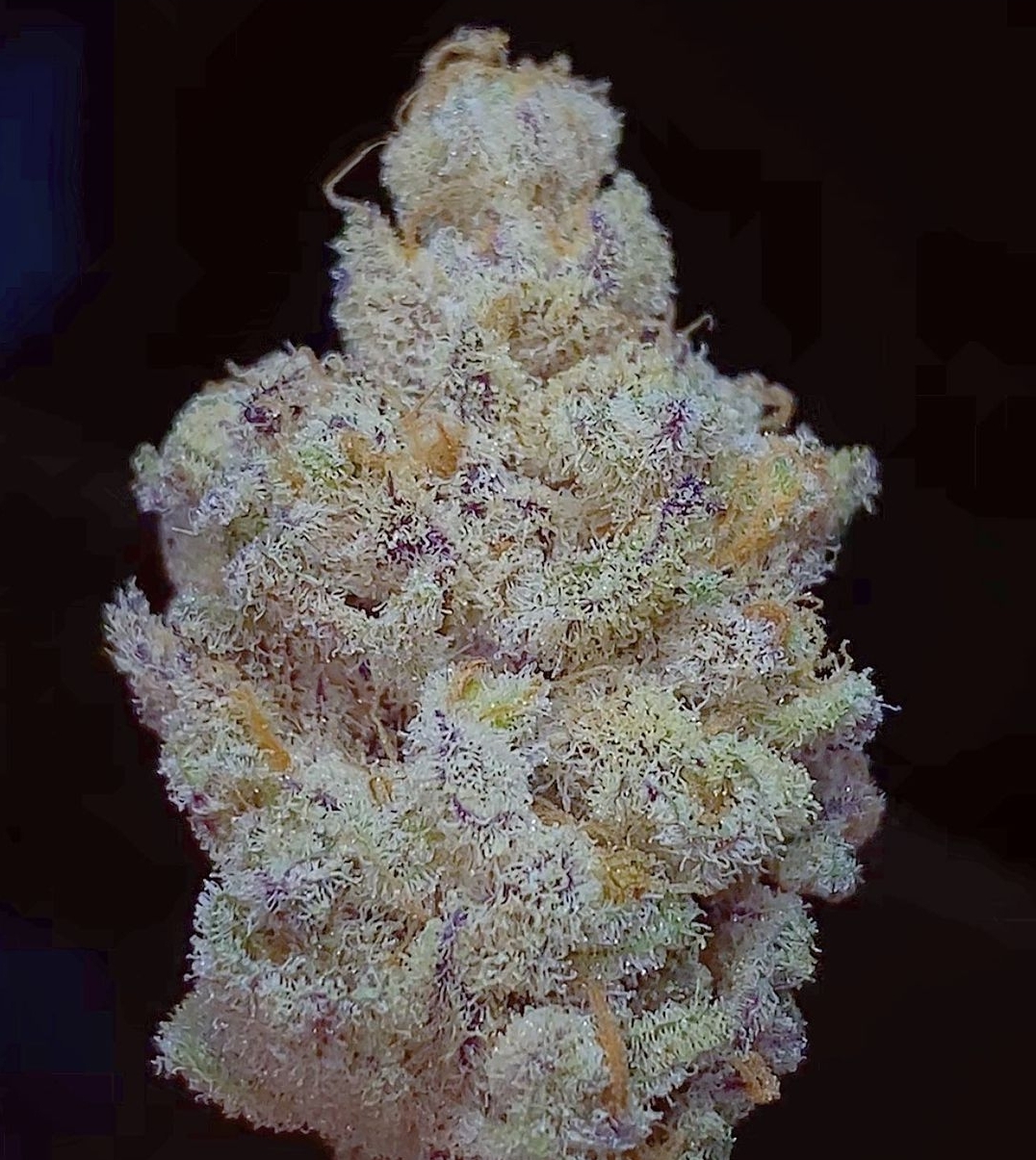 Sunken Treasure Seeds High MAC F1 (High School Sweetheart 'Laker Cut' x Mac Stomper) 12 Regular Seeds - Image 4