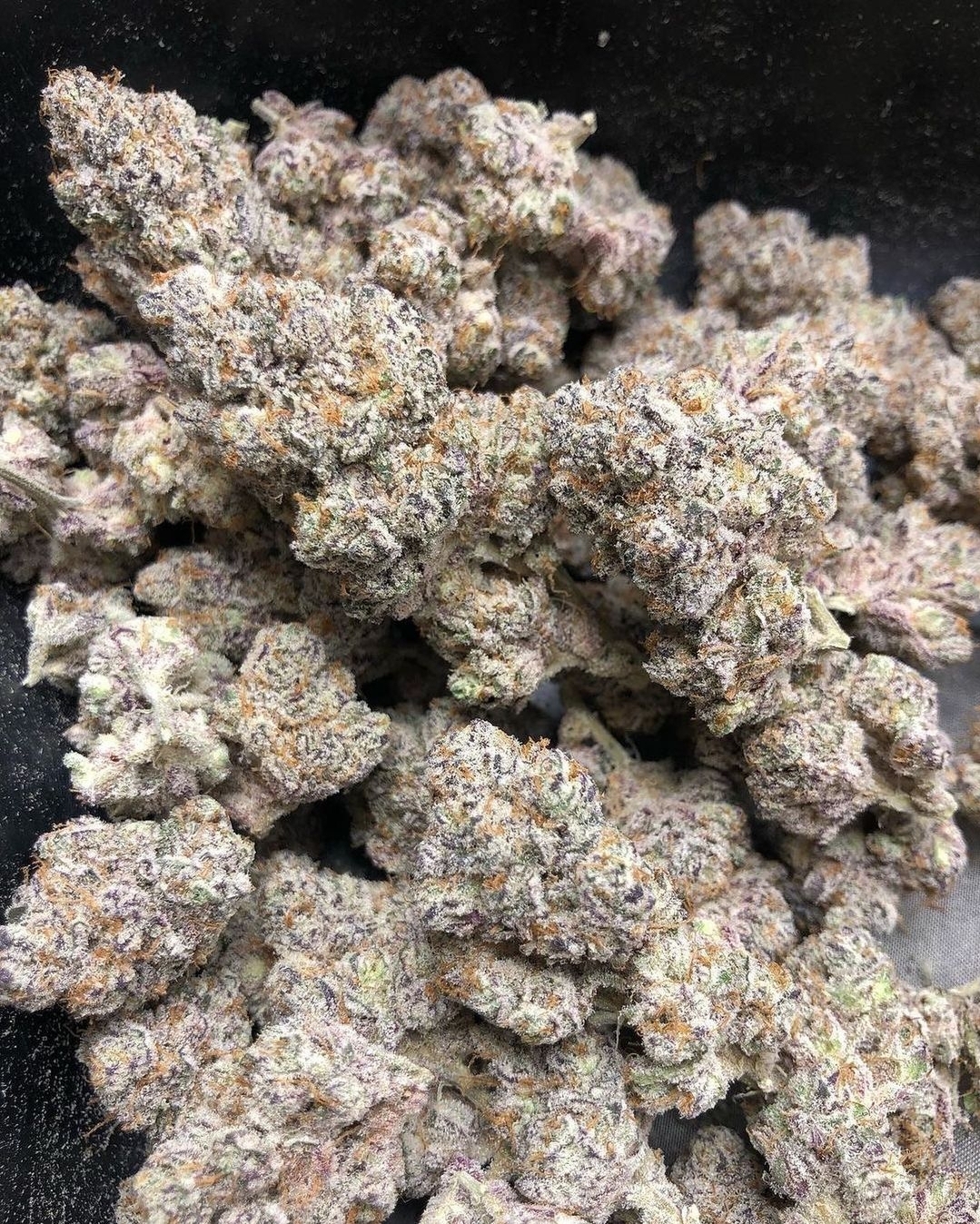 Sunken Treasure Seeds High MAC F1 (High School Sweetheart 'Laker Cut' x Mac Stomper) 12 Regular Seeds - Image 5