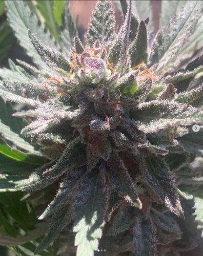 Twister F1 (Vortex F2 x Magnum Opus F11) 10 Regular Seeds