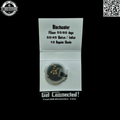 The Cali Connection Blackwater (Mendo Purps x San Fernando Valley OG Kush) 10 Regular Seeds