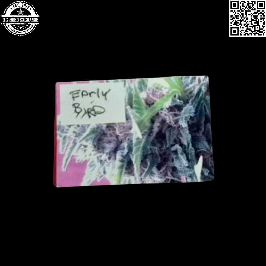 Vashon Seeds Early Bird F1 (Vashon Kush x Early VSM Male) 10 Regular Seeds