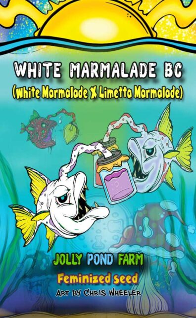 White Marmalade BC (White Marmalade x Limetta Marmalade) 3 Feminized Seeds