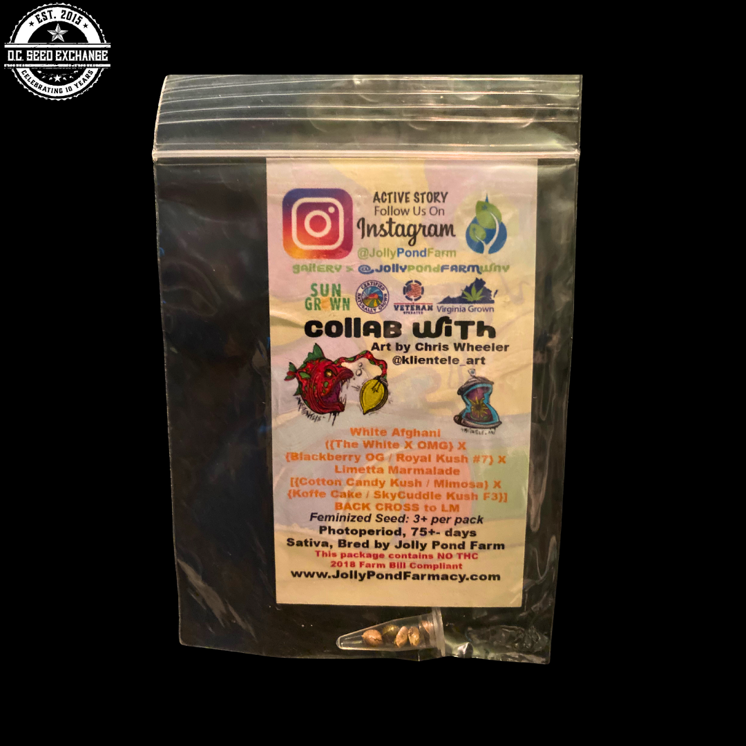 White Marmalade BC (White Marmalade x Limetta Marmalade) 3 Feminized Seeds - Image 2