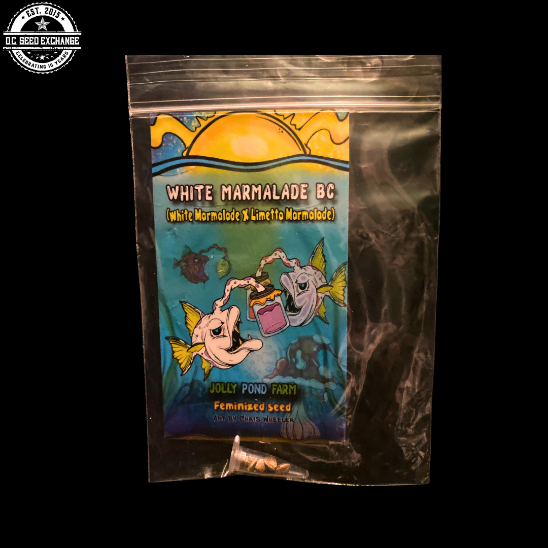 White Marmalade BC (White Marmalade x Limetta Marmalade) 3 Feminized Seeds