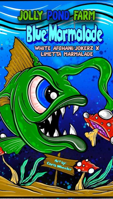 Blue Marmalade (White Afghani/Jokerz x Limetta Marmalade) 3 Feminized Seeds