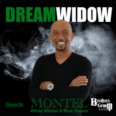 montels dream widow strain seeds