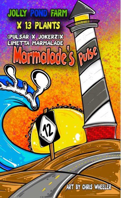 Marmalade's Pulse ([Pulsar x Jokerz] x Limetta Marmalade) 3 Feminized Seeds
