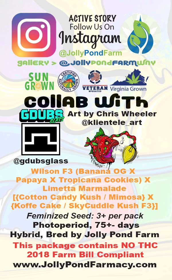 Wilson's Marmalade (Wilson F3 x Limetta Marmalade) 3 Feminized Seeds - Image 2