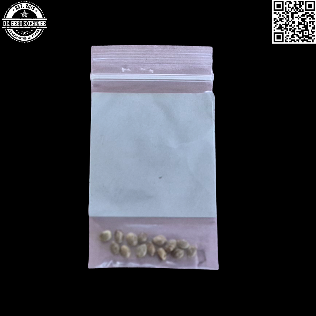 BOG Seeds Sweet Cindy (Sweet Tooth #3 x Cinderella 99 x BOG Bubble) 13 Regular Seeds - Image 5