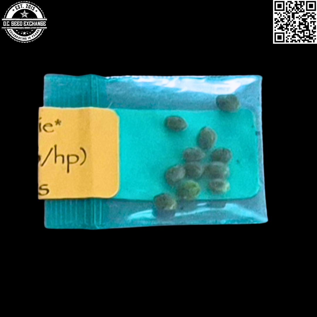 Bodhi Seeds Godhead (Blockhead x 88G13/HP) 11 Regular Seeds - Image 2