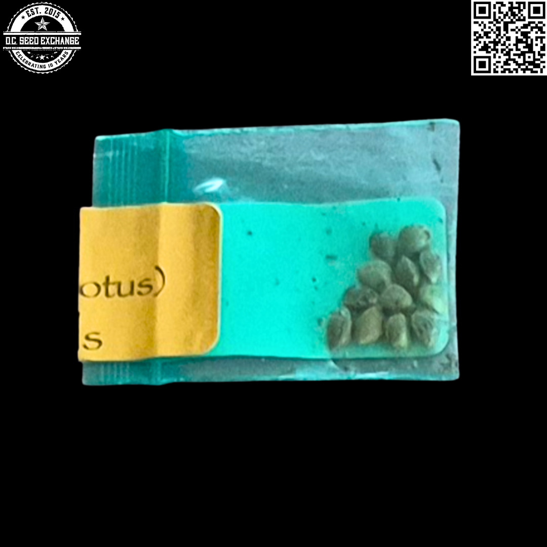 Bodhi Seeds Goji OG (Nepali OG × Snow Lotus) 11 Regular Seeds - Image 4