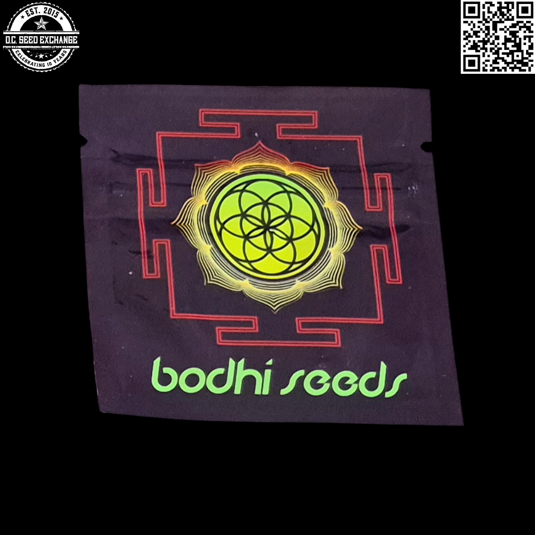Bodhi Seeds Kandahar Black x 88g13/hp (Deep Line Alchemy 13) 11 Regular Seeds - Image 2