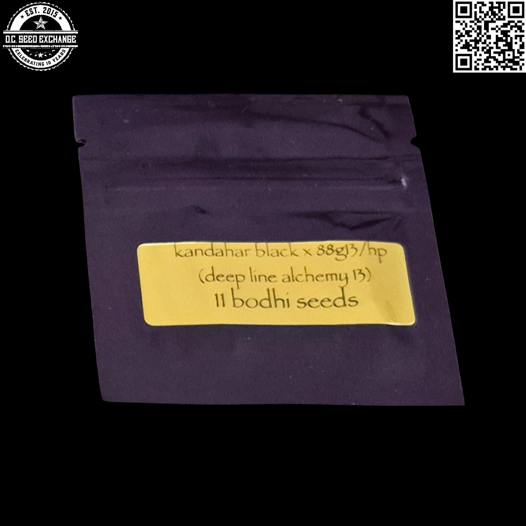 Bodhi Seeds Kandahar Black x 88g13/hp (Deep Line Alchemy 13) 11 Regular Seeds