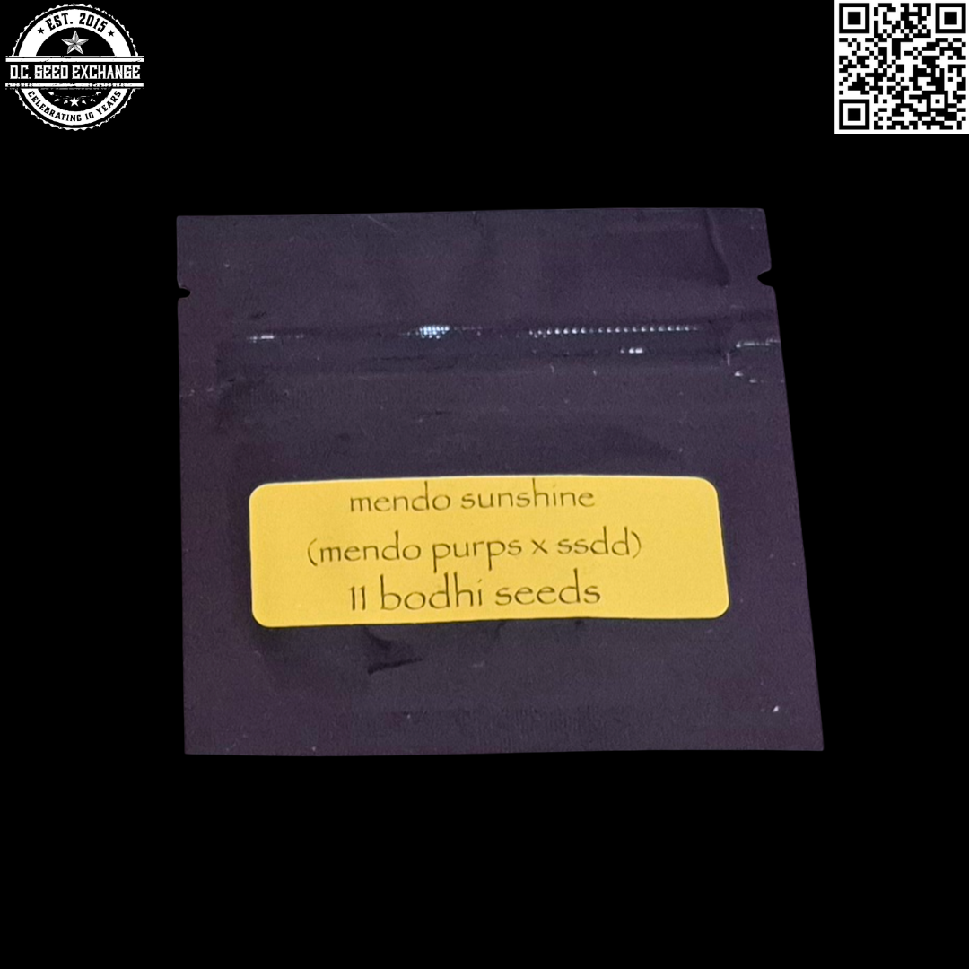 Bodhi Seeds Mendo Sunshine (Mendo Purps x Sunshine Daydream) 11 Limited Regular Seeds