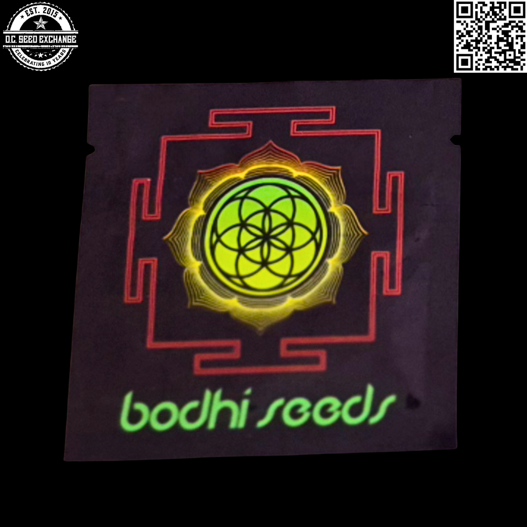 Bodhi Seeds Pleiadian Hashplant (Pleiadian Love Nest x 88g13/hp) 11 Regular Seeds - Image 2