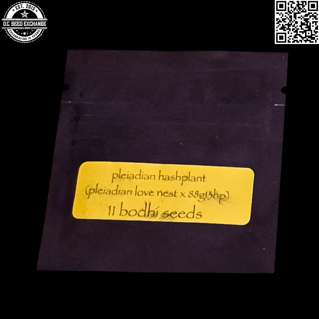 Bodhi Seeds Pleiadian Hashplant (Pleiadian Love Nest x 88g13/hp) 11 Regular Seeds