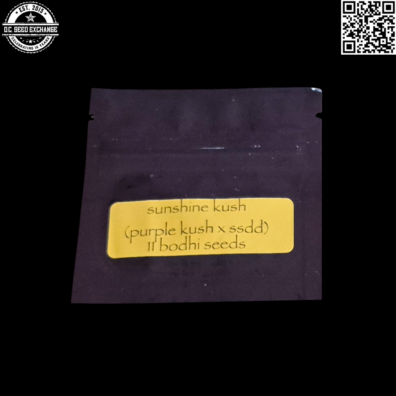 Bodhi Seeds Sunshine Kush (Purple Kush x Sunshine Daydream) 11 Limited Regular Seeds