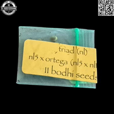Bodhi Seeds Triad (NL) NL5 x Ortega (NL5 x NL1 x NL5) 11 Regular Seeds