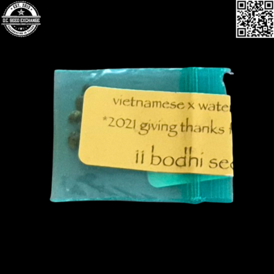 Bodhi Seeds Vietnamese x Watermelon HP 11 Regular Seeds