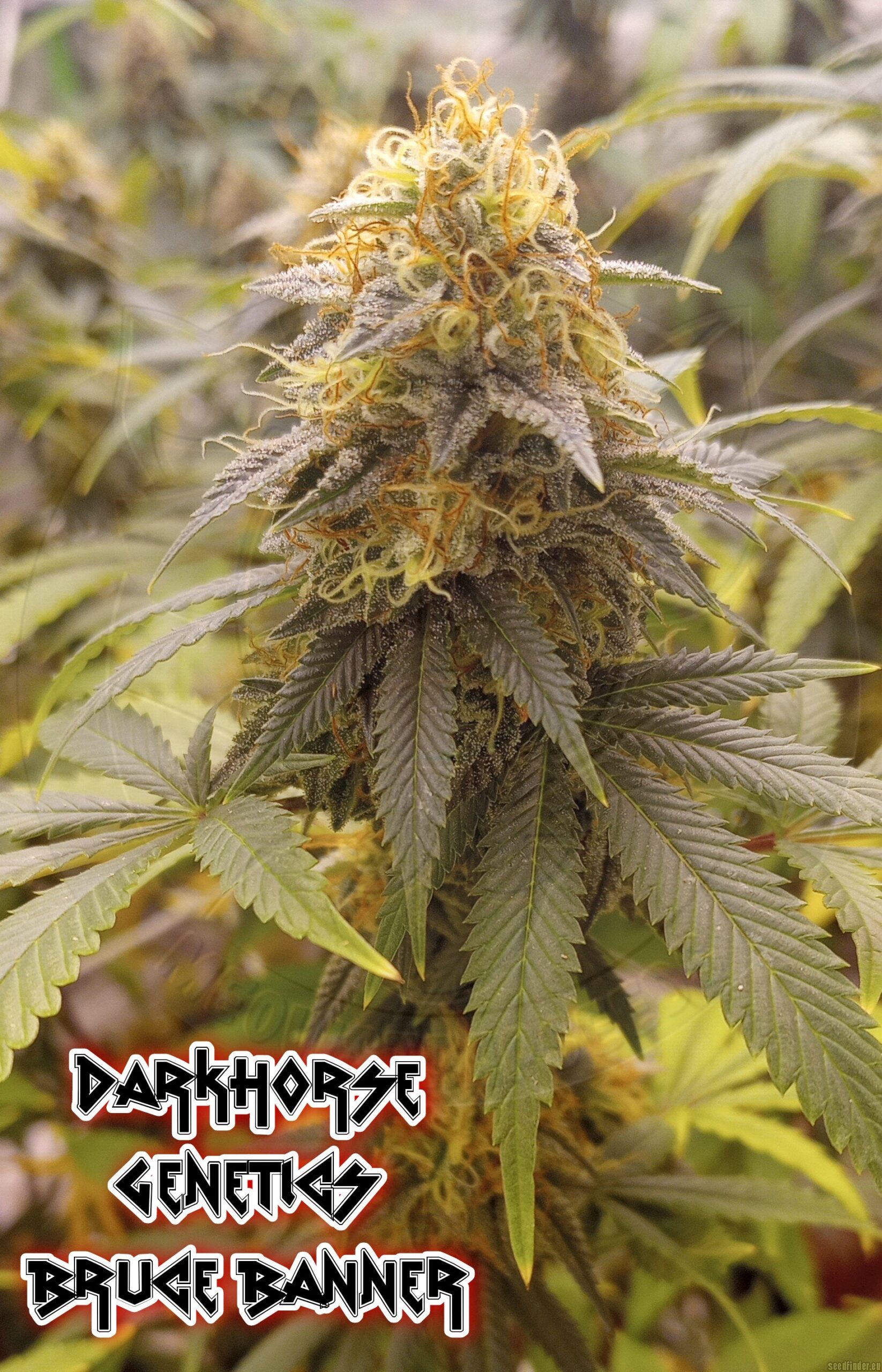 Dark Horse Genetics Original Bruce Banner 6 Regular Seeds - Image 2