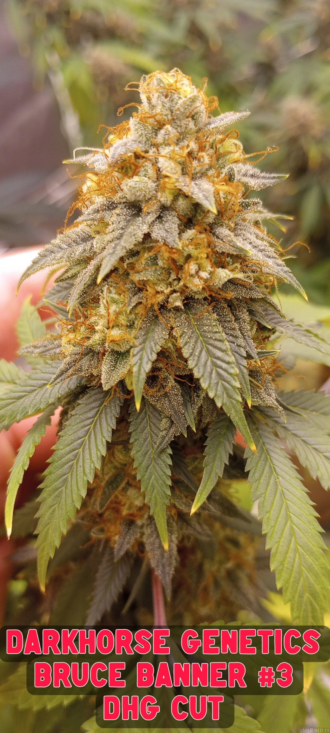 Dark Horse Genetics Original Bruce Banner 6 Regular Seeds - Image 3