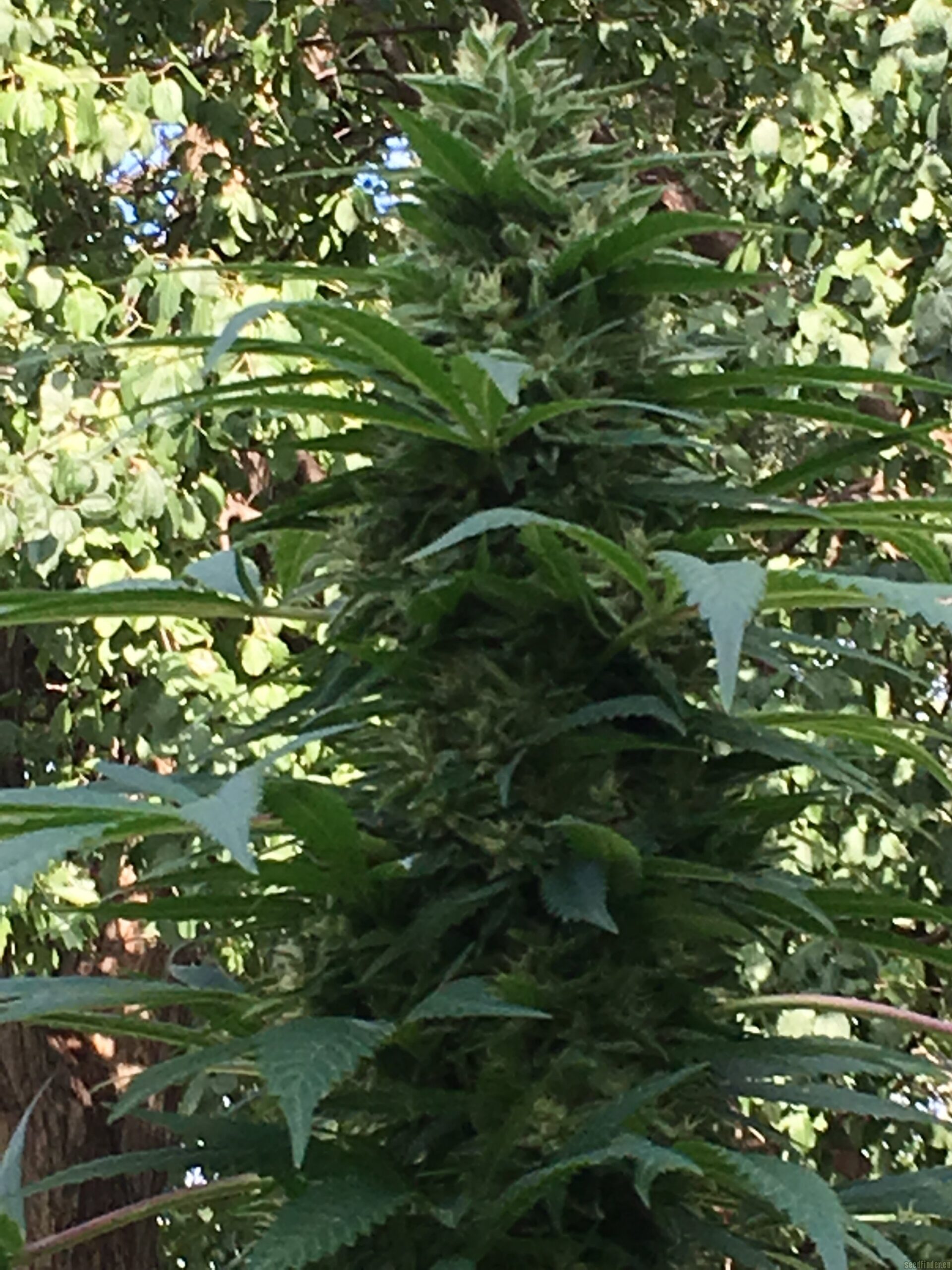 Dark Horse Genetics Original Bruce Banner 6 Regular Seeds - Image 4