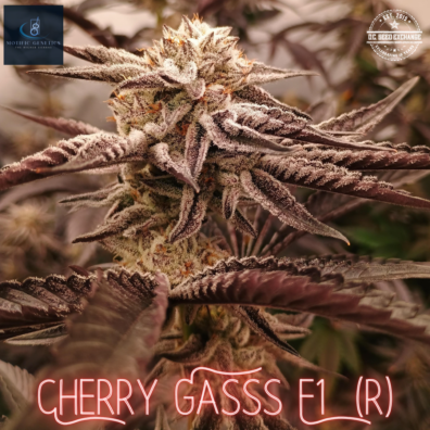 Cherry Gasss F1 ([Very Cherry F3 x Magnum Opus F11] x White OG F3) 10 Regular Seeds