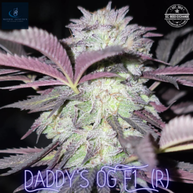 Daddy’s OG F1 (Grand Daddy Purple x White OG F3) 10 Regular Seeds