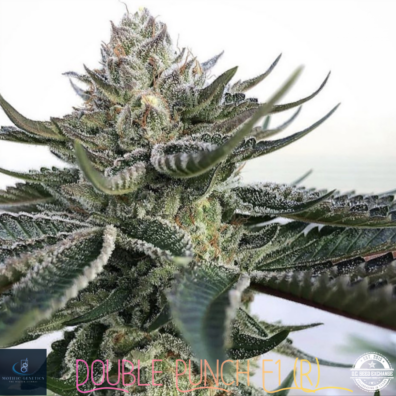 Double Punch Cola IG