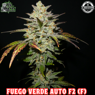 Fuego Verde Auto F2 (Bubba Trouble x Gorilla Girl x Serial Crusher Theory) 3 Feminized Autoflower Seeds