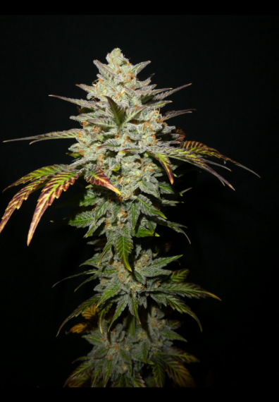 Fuego Verde Auto F2 (Bubba Trouble x Gorilla Girl x Serial Crusher Theory) 3 Feminized Autoflower Seeds