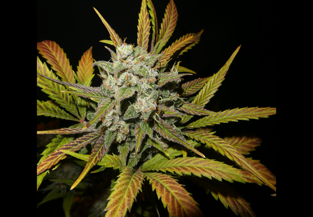 Fuego Verde Auto F2 (Bubba Trouble x Gorilla Girl x Serial Crusher Theory) 3 Feminized Autoflower Seeds - Image 2