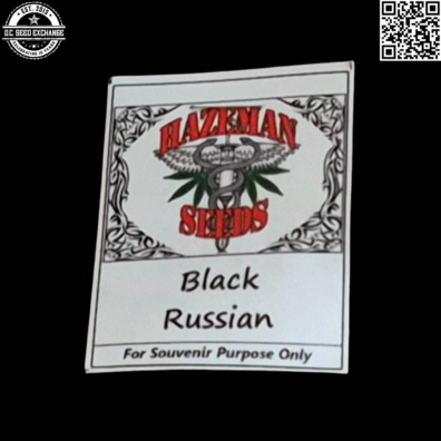 Hazeman Seeds Black Russian Front IG