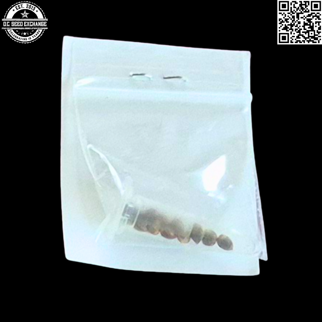 Hazeman Seeds Cherry Pie F2 12 Regular Photoperiod Seeds - Image 2