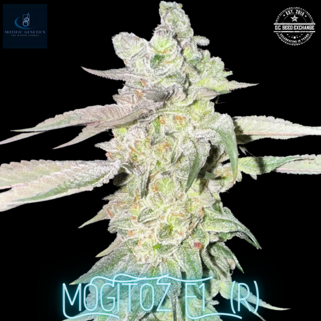 MOGitoZ F1 (Mojitoz F2 x White OG F3) 10 Regular Seeds - DCSE