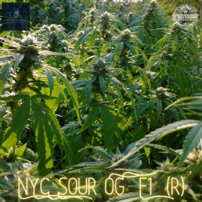NYC Sour OG F1 (NYCD x White OG F3) 10 Regular Seeds