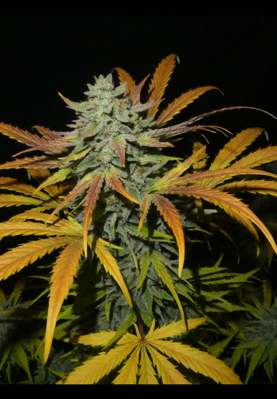 Punch Drunk Auto F4 (Bum Wine x Serial Crusher Theory) 3 Feminized Autoflower Seeds - Image 2