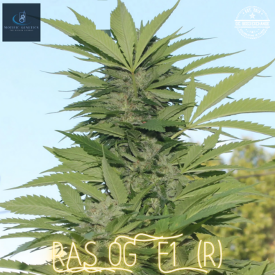 RAS OG F1 ([Glazed Runtz BX1 x Magnum Opus F11 BX2] x White OG F3) 10 Regular Seeds